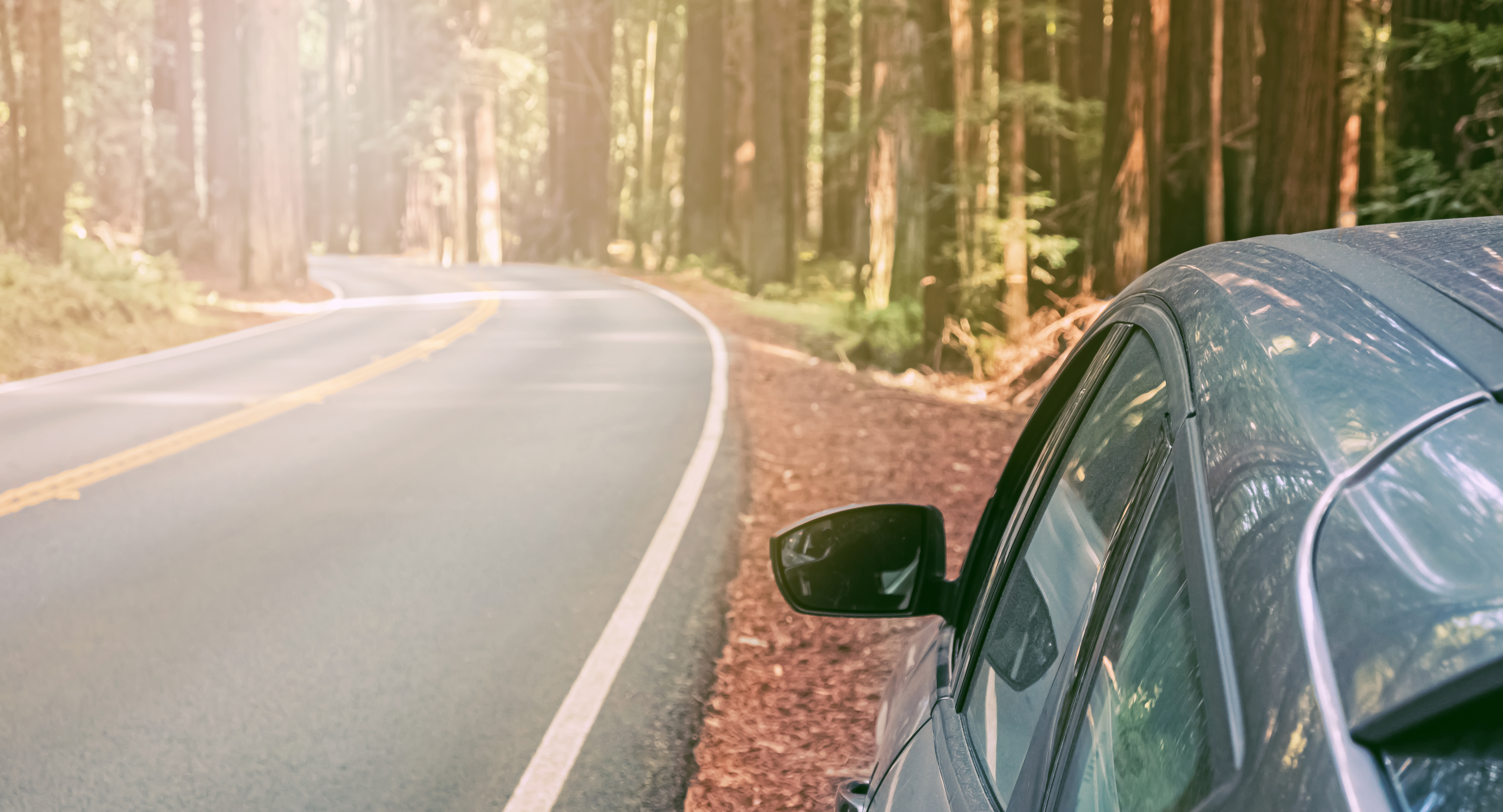 Webasto x One Tree Planted road to west coast reforestation